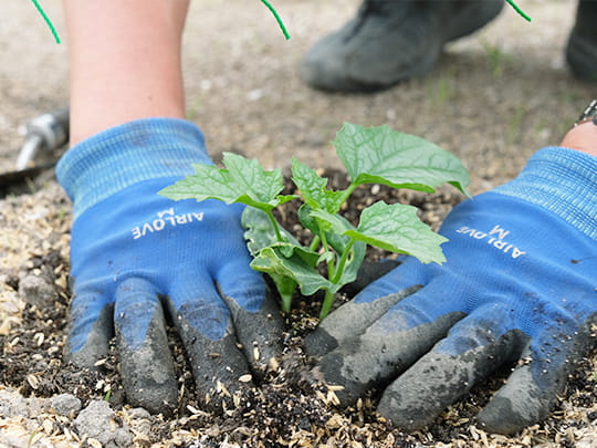 畑で、手袋をして野菜の苗を植えるワーカーさんの手